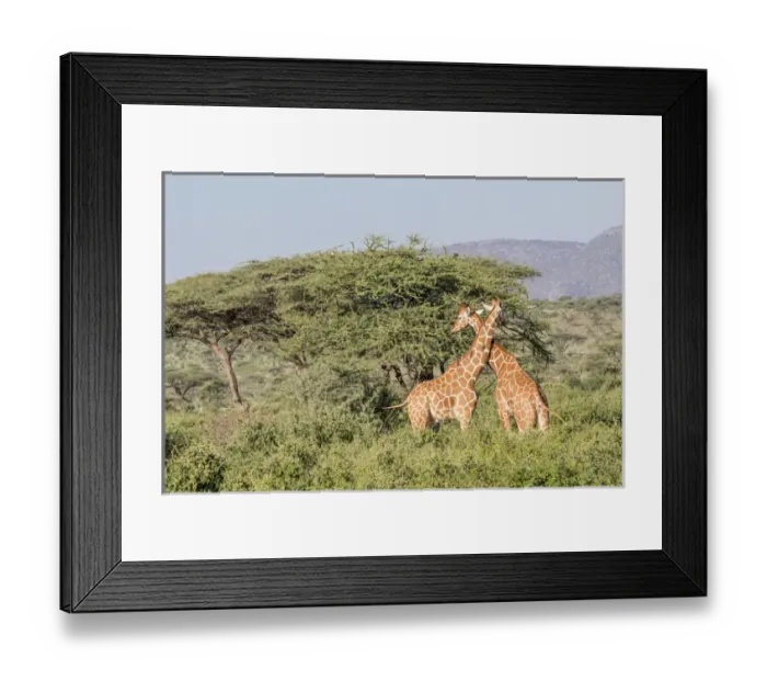 Framed Print : Africa, Kenya, Samburu National Park, Reticulated Giraffes (giraffa Camelopardalis Reticulata)