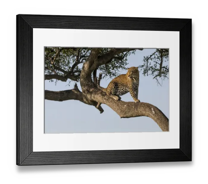 Framed Print : Africa, Kenya, Masai Mara National Reserve, African Leopard (Panthera pardus pardus) in tree