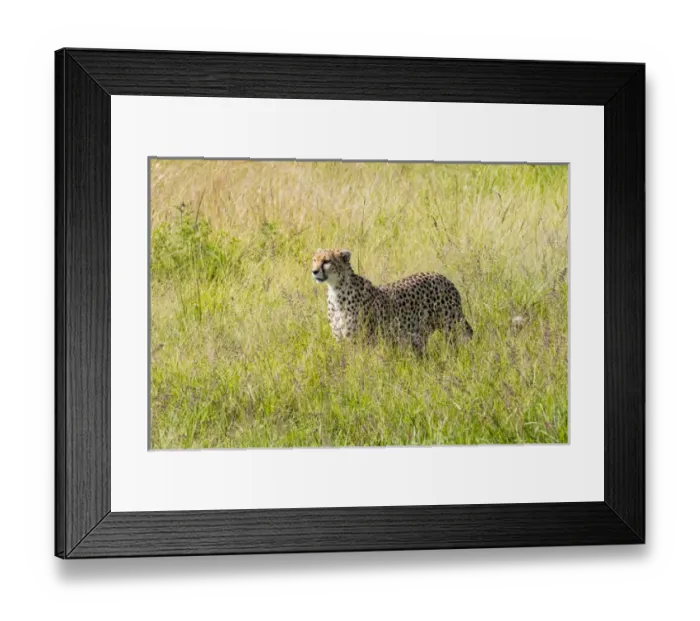 Framed Print : Africa, Kenya, Masai Mara National Reserve. Cheetah (Acinonyx jubatus) 2016-08-04