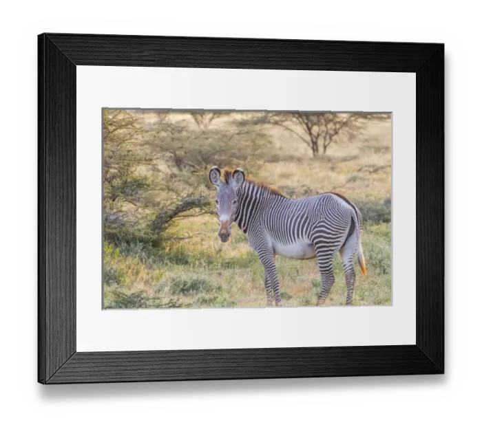 Framed Print : Africa, Kenya, Samburu National Game Reserve and Park, Grevys Zebra (equus Grevyi)