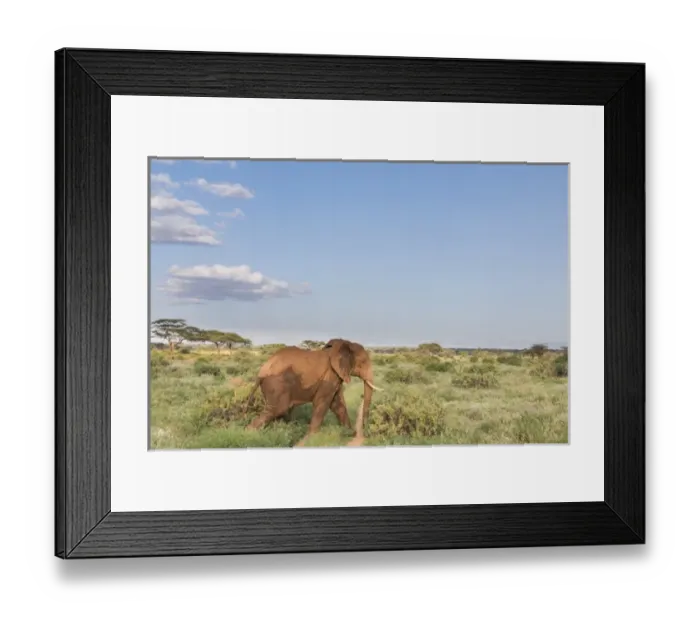 Framed Print : Africa, Kenya, Samburu National Reserve. Elephants in Savannah. (Loxodonta africana)
