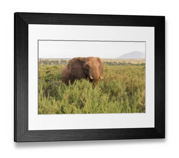 Framed Print : Africa, Kenya, Samburu National Reserve. Elephants in Savannah. (Loxodonta africana)