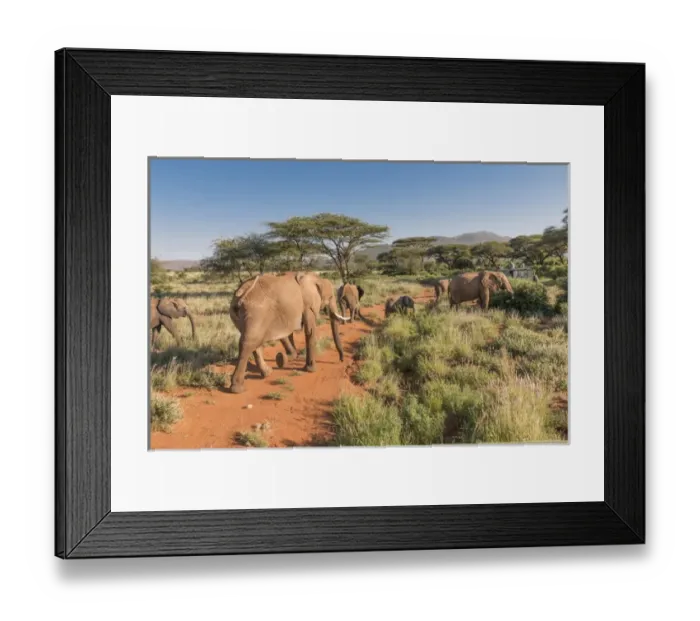 Framed Print : Africa, Kenya, Samburu National Reserve. Elephants in Savannah. (Loxodonta africana)
