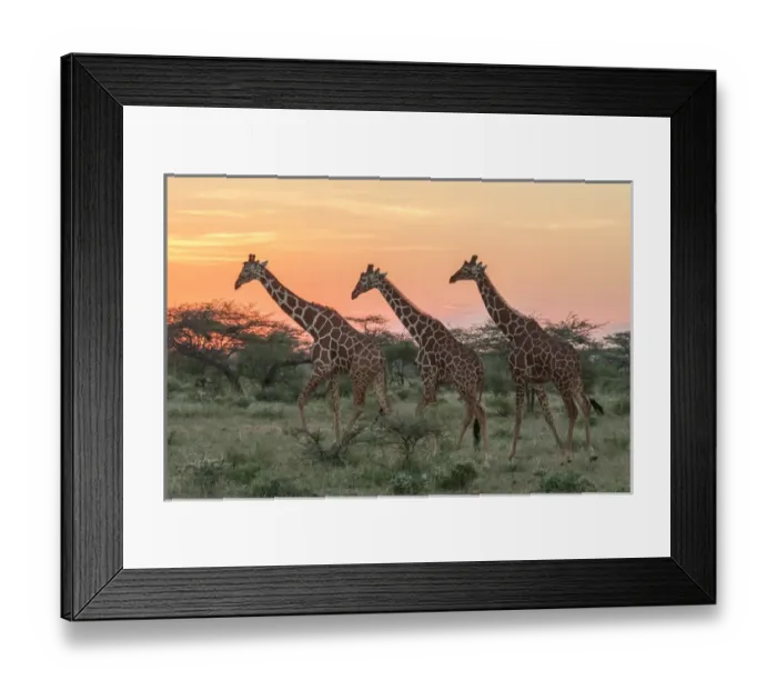 Framed Print : Africa, Kenya, Samburu National Park, Reticulated Giraffe (giraffa Camelopardalis Reticulata)