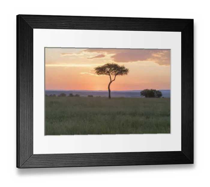 Framed Print : Africa, Kenya, Masai Mara National Reserve. Sunset over tree. 2016-08-04