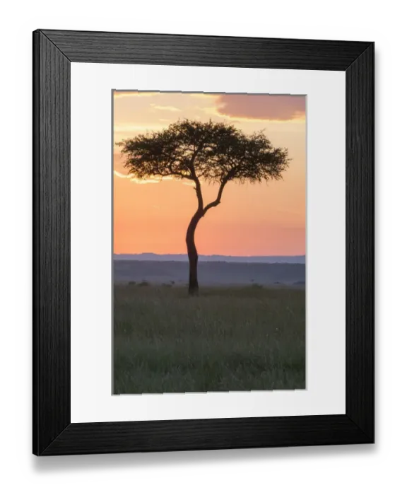 Framed Print : Africa, Kenya, Masai Mara National Reserve. Sunset over tree. 2016-08-04