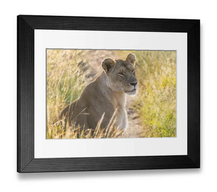 Framed Print : Kenya, Masai Mara National Reserve. African Lion (Panthera leo) female. 2016-08-04 Framed Print : Kenya, Masai Mara National Reserve. African Lion (Panthera leo) female. 2016-08-04