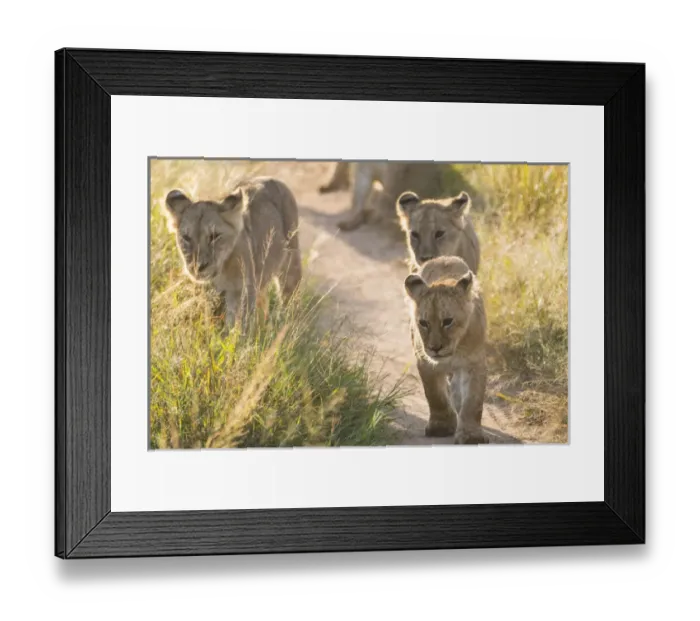 Framed Print : Africa, Kenya, Masai Mara National Reserve. African Lion (Panthera leo) female with cubs Framed Print : Africa, Kenya, Masai Mara National Reserve. African Lion (Panthera leo) female with cubs