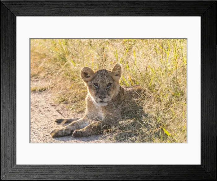 Framed Print : Africa, Kenya, Masai Mara National Reserve. African Lion (Panthera leo) cubs. 2016-08-04 Framed Print : Africa, Kenya, Masai Mara National Reserve. African Lion (Panthera leo) cubs. 2016-08-04