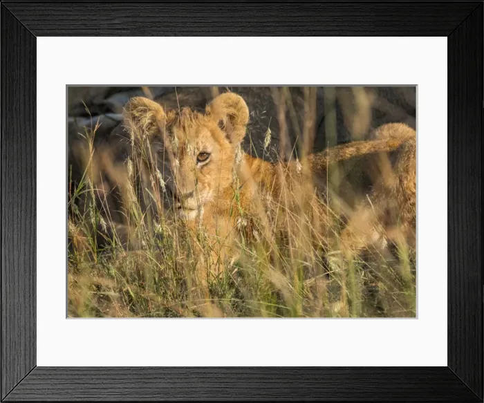 Framed Print : Africa, Kenya, Masai Mara National Reserve. African Lion (Panthera leo) female with cubs Framed Print : Africa, Kenya, Masai Mara National Reserve. African Lion (Panthera leo) female with cubs