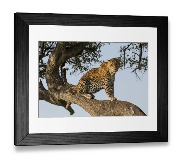 Framed Print : Africa, Kenya, Masai Mara National Reserve, African Leopard (Panthera pardus pardus) in tree