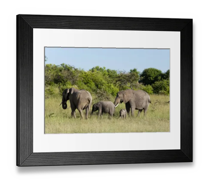 Framed Print : African Elephant (Loxodonta africana), Masai Mara, Kenya Framed Print : African Elephant (Loxodonta africana), Masai Mara, Kenya