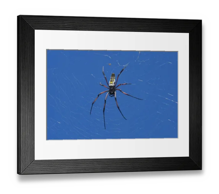 Framed Print : (Nephila madagascarensis), Eastern Madagascar Framed Print : (Nephila madagascarensis), Eastern Madagascar