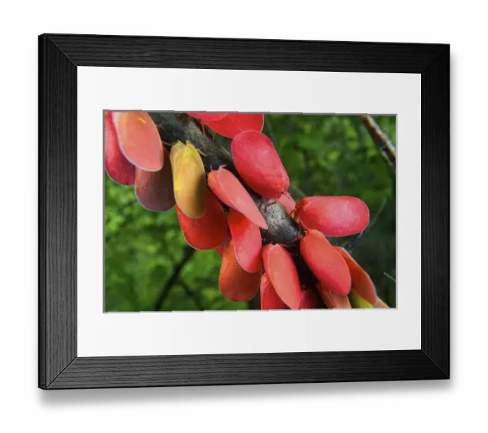 Framed Print : Adult Flatid Leaf Bugs (Phromnia rosea), adults, Montagne des Franais Reserve, Antsiranana Framed Print : Adult Flatid Leaf Bugs (Phromnia rosea), adults, Montagne des Franais Reserve, Antsiranana