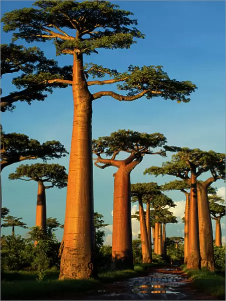 Baobab (Adansonia grandidieri), near Morondava, Madagascar