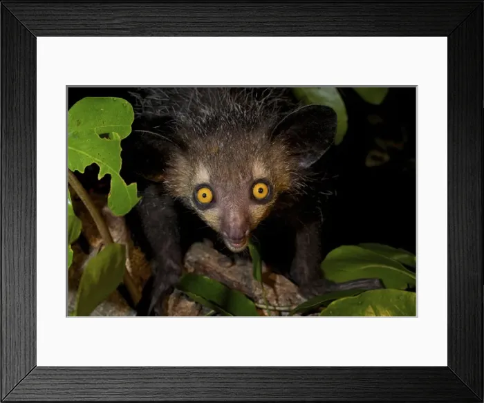 Framed Print : Aye-aye, (Daubentonia madagascariensis), Eastern Madagascar Framed Print : Aye-aye, (Daubentonia madagascariensis), Eastern Madagascar