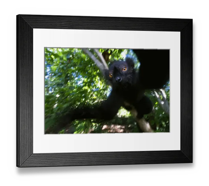 Framed Print : Black Lemur (Eulemur macaco macaco), male and female, Lokobe Nature Special Reserve Framed Print : Black Lemur (Eulemur macaco macaco), male and female, Lokobe Nature Special Reserve