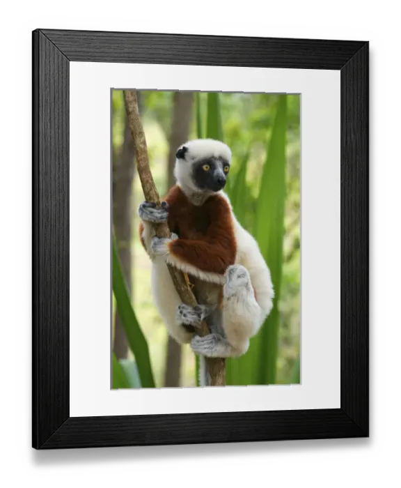 Framed Print : Coquerels sifakas, (Propithecus coquereli), Madagascar Framed Print : Coquerels sifakas, (Propithecus coquereli), Madagascar