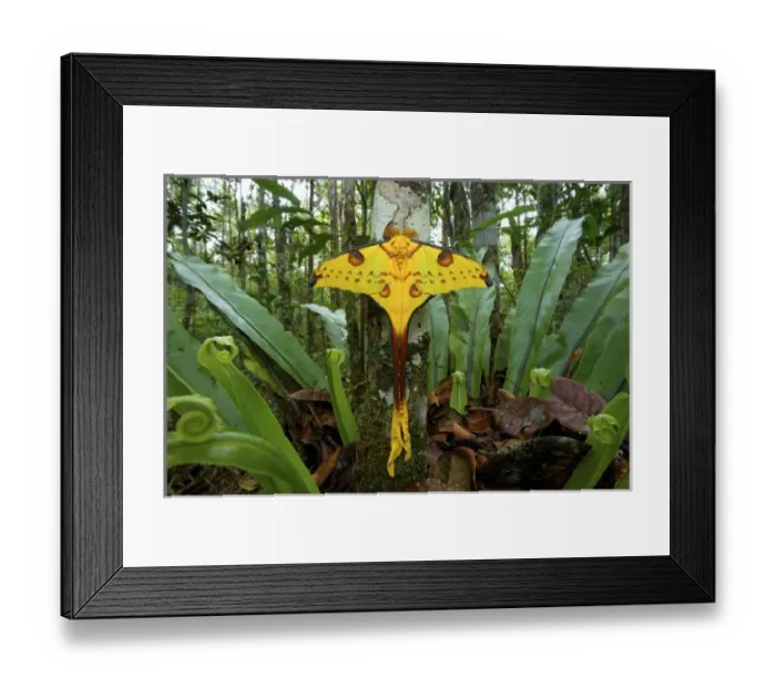 Framed Print : Comet Moth (Argema mittrei), Madagascar Comet Moth (Argema mittrei), Madagascar Framed Print : Comet Moth (Argema mittrei), Madagascar Comet Moth (Argema mittrei), Madagascar