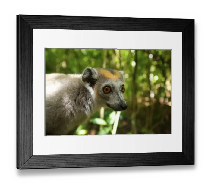 Framed Print : Crowned Lemur (Eulemur coronatus), Ankarana National Park, Northern Madagascar