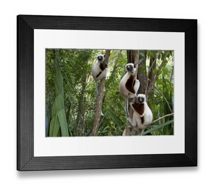 Framed Print : Coquerels sifakas, (Propithecus coquereli), Madagascar Framed Print : Coquerels sifakas, (Propithecus coquereli), Madagascar