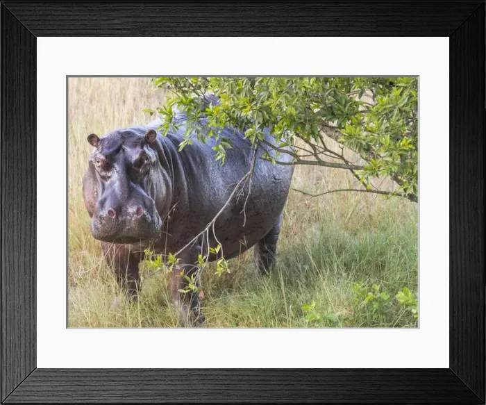 Framed Print : Africa, Kenya, Masai Mara National Reserve Framed Print : Africa, Kenya, Masai Mara National Reserve