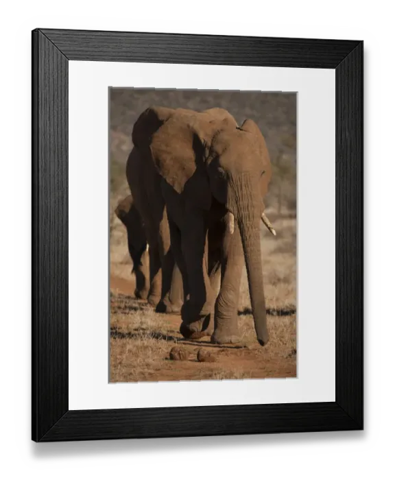 Framed Print : Africa, Kenya, Samburu Game Reserve, African elephant, Loxodonta africana, walking in line Framed Print : Africa, Kenya, Samburu Game Reserve, African elephant, Loxodonta africana, walking in line