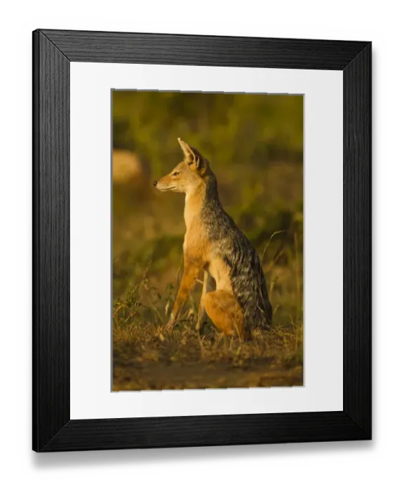 Framed Print : East Africa, Kenya, Masai Mara Game Reserve, Lower Mara, Black-backed Jackal, portrait Framed Print : East Africa, Kenya, Masai Mara Game Reserve, Lower Mara, Black-backed Jackal, portrait