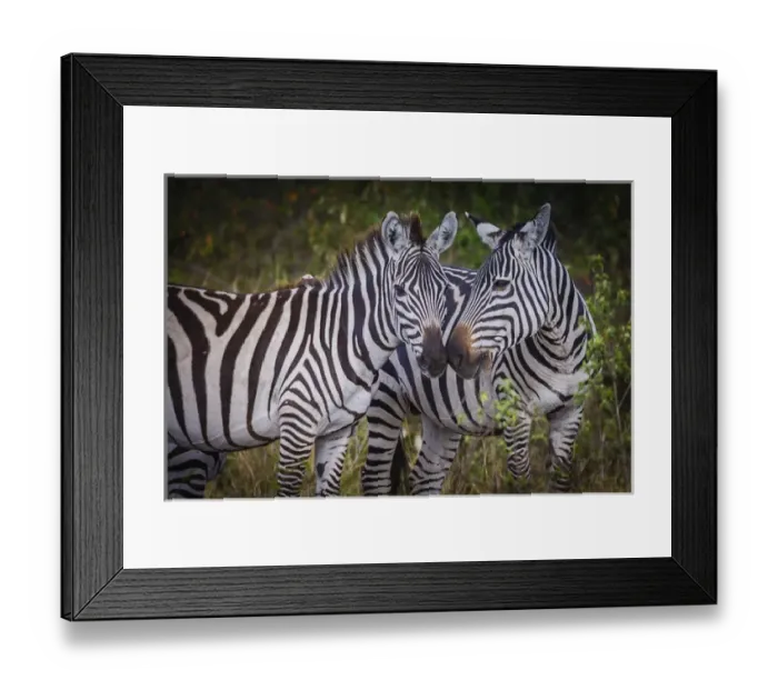 Framed Print : Kenya, Msai Mara, Zebras Putting Their Heads Together