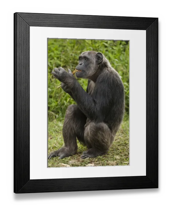 Framed Print : Africa, Kenya, Sweetwater Conservancy, Common Chimpanzee, Pan troglodytes, posing