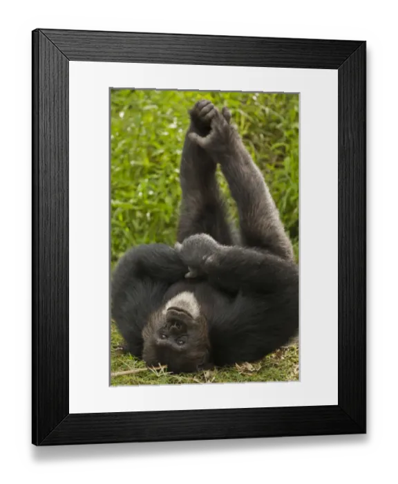 Framed Print : Africa, Kenya, Amboseli National Park, Chimpanzee, captive or controlled situation; great ape Framed Print : Africa, Kenya, Amboseli National Park, Chimpanzee, captive or controlled situation; great ape