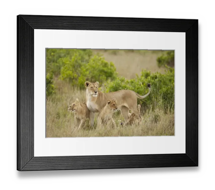 Framed Print : Africa, Kenya, Upper Masai Mara Game Reserve, African Lion, Panthera leo, adult female with cubs Framed Print : Africa, Kenya, Upper Masai Mara Game Reserve, African Lion, Panthera leo, adult female with cubs