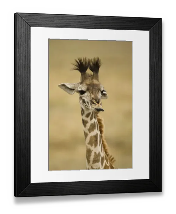 Framed Print : Africa, Kenya, Masai Mara GR, Upper Mara, Masai Giraffe, Giraffa camelopardalis tippelskirchi Framed Print : Africa, Kenya, Masai Mara GR, Upper Mara, Masai Giraffe, Giraffa camelopardalis tippelskirchi