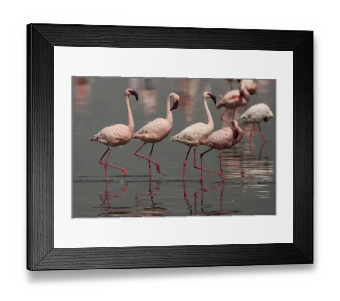 Framed Print : Africa, Kenya, Lake Nakuru National Park, Lesser Flamingos, Phoenicopterus minor Framed Print : Africa, Kenya, Lake Nakuru National Park, Lesser Flamingos, Phoenicopterus minor