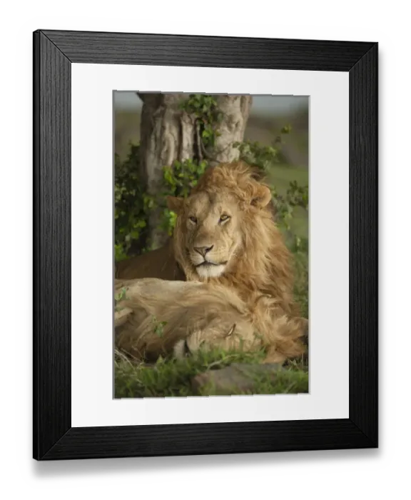 Framed Print : Africa, Kenya, Masai Mara Game Reserve, Lower Mara, Lion, Panthera leo, males resting Framed Print : Africa, Kenya, Masai Mara Game Reserve, Lower Mara, Lion, Panthera leo, males resting