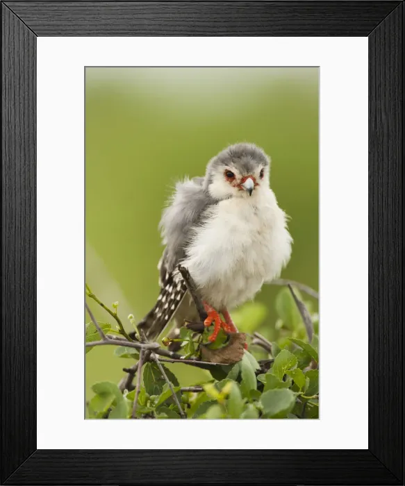 Framed Print : Africa, Kenya, Samburu Game Reserve; Pygmy Falcon, Polihierax semitorquatus, preening