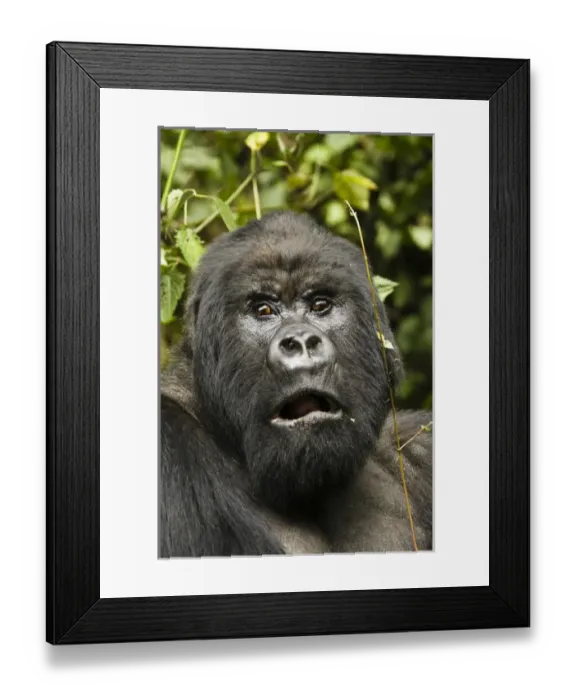 Framed Print : Africa, Kenya, Volcanoes NP, Mountain Gorilla, Gorilla beringei beringei, in its Framed Print : Africa, Kenya, Volcanoes NP, Mountain Gorilla, Gorilla beringei beringei, in its