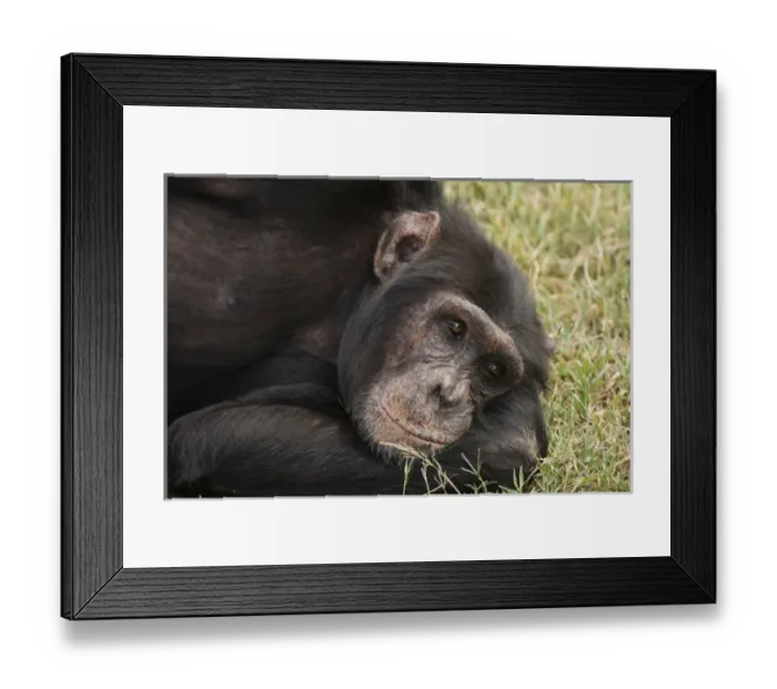 Framed Print : Africa, Kenya, Sweetwater Conservancy, Amboseli National Park; Common Chimpanzee Framed Print : Africa, Kenya, Sweetwater Conservancy, Amboseli National Park; Common Chimpanzee