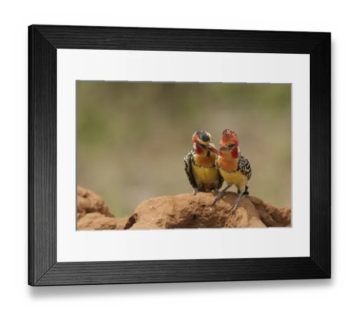 Framed Print : Africa, Kenya, Samburu Game Reserve; Red and Yellow Barbet, Trachyphonus Lybius erythrocephalus
