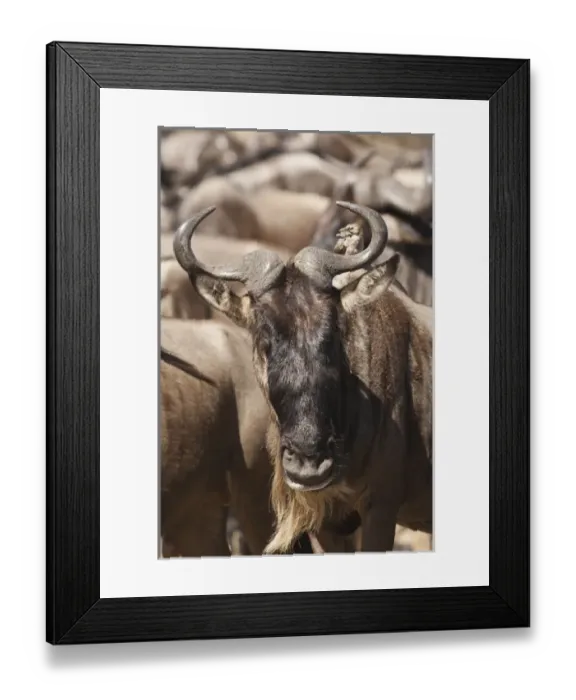 Framed Print : Africa, Kenya, Masai Mara GR, Lower Mara, White-bearded Wildebeest or Gnu, Connochaetes taurinus Framed Print : Africa, Kenya, Masai Mara GR, Lower Mara, White-bearded Wildebeest or Gnu, Connochaetes taurinus