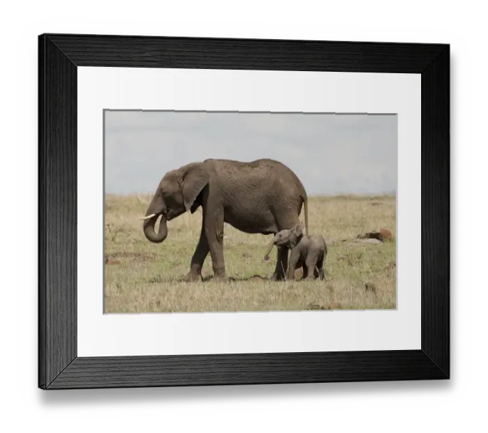 Framed Print : Africa, Kenya, Masai Mara Game Reserve, African Elephant, Loxodonta africana, mother Framed Print : Africa, Kenya, Masai Mara Game Reserve, African Elephant, Loxodonta africana, mother