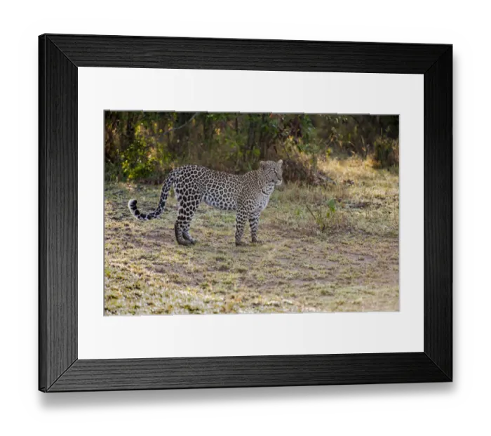 Framed Print : Kenya, Masai Mara, Leopard Framed Print : Kenya, Masai Mara, Leopard