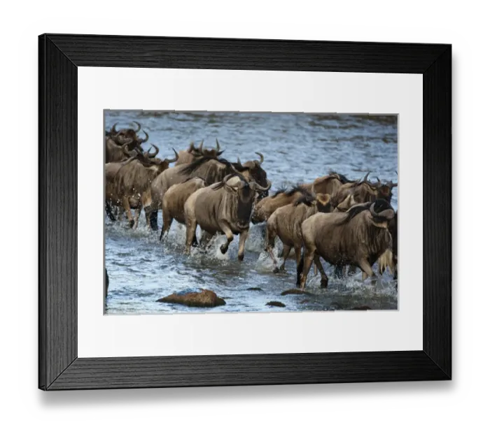 Framed Print : Africa, Kenya, Masai Mara GR, Mara Triangle, White-bearded Wildebeest or Gnu, Connochaetes Framed Print : Africa, Kenya, Masai Mara GR, Mara Triangle, White-bearded Wildebeest or Gnu, Connochaetes