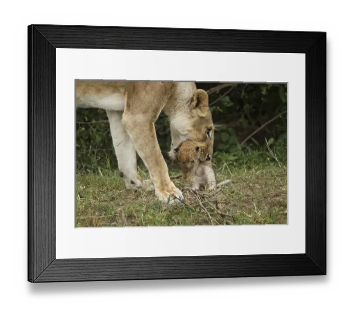 Framed Print : African, Kenya, Masai Mara Game Reserve, African Lion, Panthera leo, lioness carrying cub Framed Print : African, Kenya, Masai Mara Game Reserve, African Lion, Panthera leo, lioness carrying cub