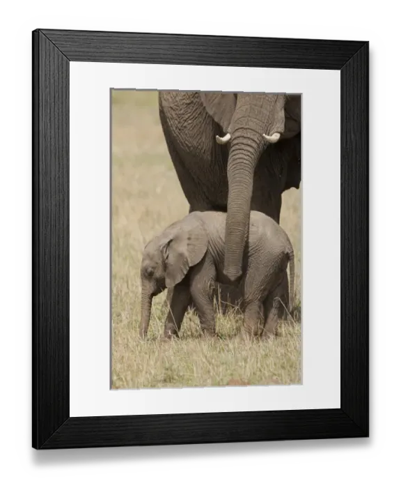 Framed Print : Africa, Kenya, Masai Mara Game Reserve, African Elephant, Loxodonta africana, mother Framed Print : Africa, Kenya, Masai Mara Game Reserve, African Elephant, Loxodonta africana, mother