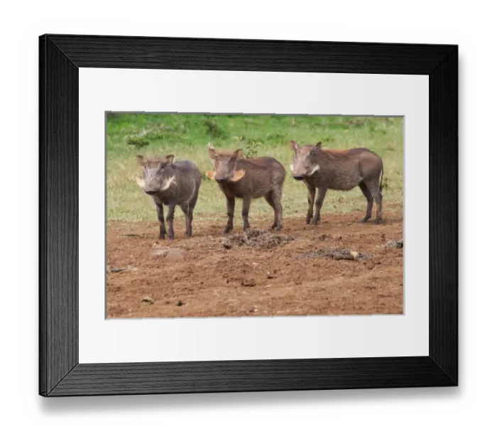 Framed Print : Warthog (Phacochoerus africanus), Aberdare National Park, Kenya Framed Print : Warthog (Phacochoerus africanus), Aberdare National Park, Kenya