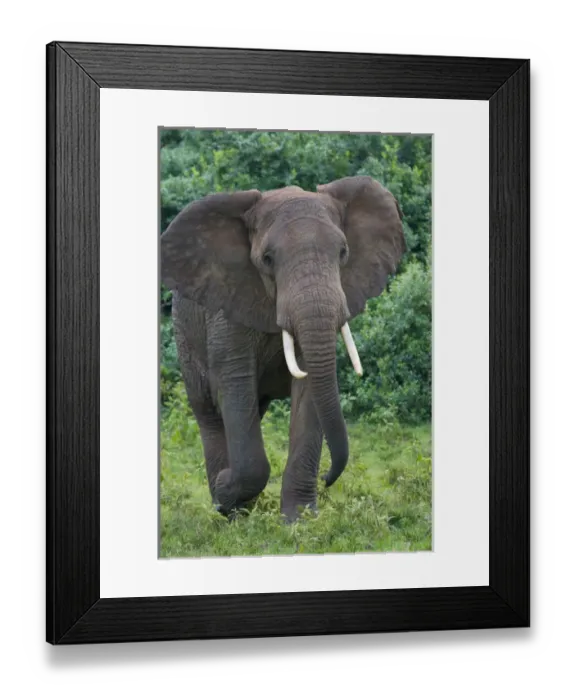 Framed Print : Elephant in the jungle, Aberdare National Park, Kenya Framed Print : Elephant in the jungle, Aberdare National Park, Kenya