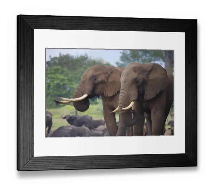 Framed Print : Elephant, Aberdare National Park, Kenya Framed Print : Elephant, Aberdare National Park, Kenya