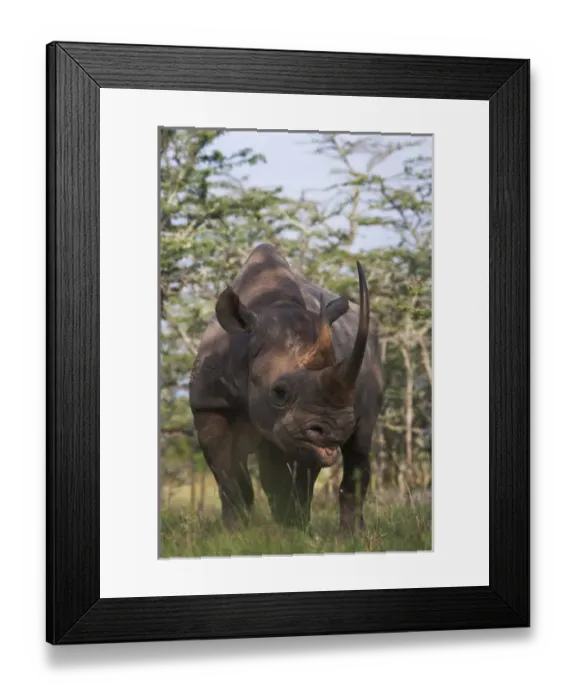 Framed Print : Black Rhino (Diceros bicornis), Mount Kenya National Park, Kenya Framed Print : Black Rhino (Diceros bicornis), Mount Kenya National Park, Kenya