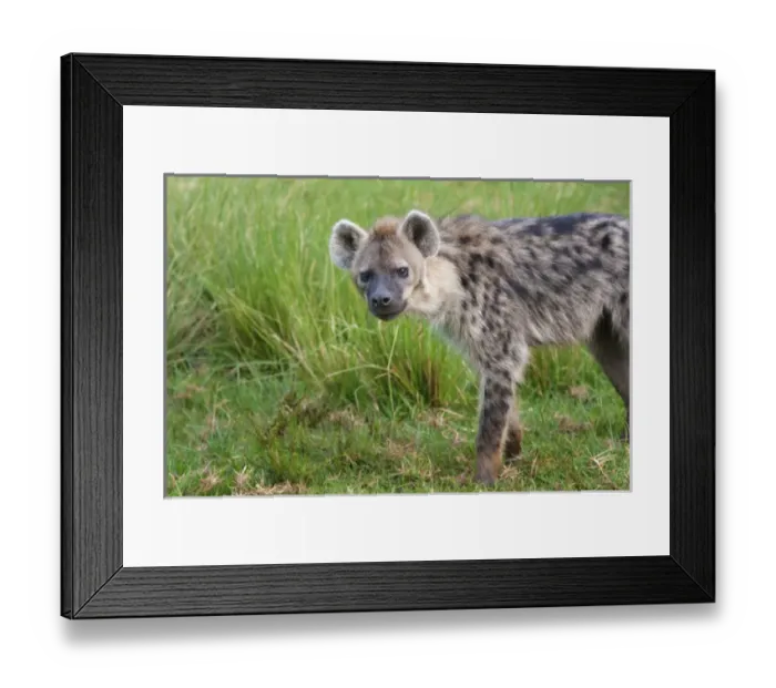Framed Print : Hyena, Aberdare National Park, Kenya Framed Print : Hyena, Aberdare National Park, Kenya